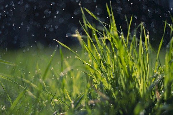 Planter un arbre : Quel type d'arbre convient le mieux à votre maison ?